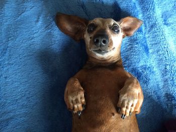 Portrait of dog lying on sofa