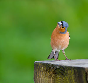 Close-up of bird perching on branch