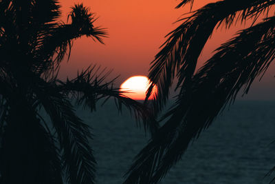 Sunset on the beach with palms