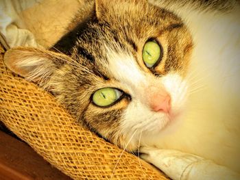 Close-up portrait of cat