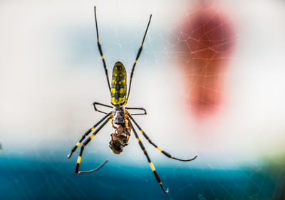 Close-up of spider on web