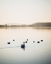 Birds swimming in lake