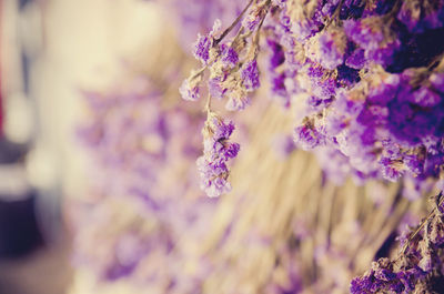 Close-up of purple flowers