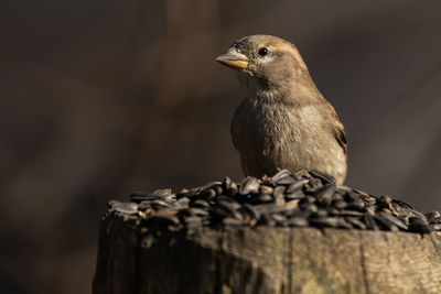 A female house sparrow feeding on black sunflower seed. passer domesticus