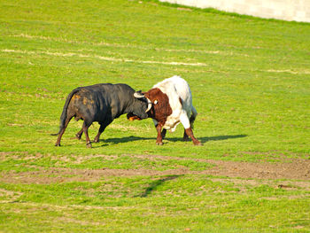 Bulls fighting on grass field