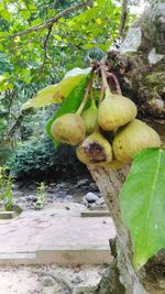 Close-up of fruits growing on tree