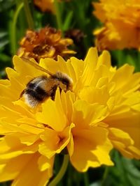 Close-up of bee on yellow flower