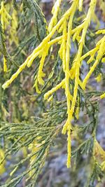 Close-up of yellow plant