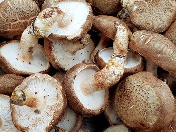 High angle view of mushrooms