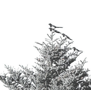 Low angle view of plant against clear sky during winter