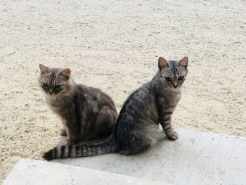 High angle view of cats