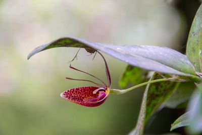 Close-up of insect on plant