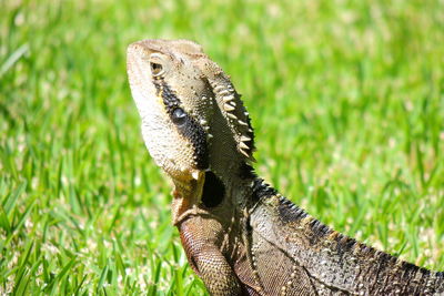 Close-up of australian water dragon