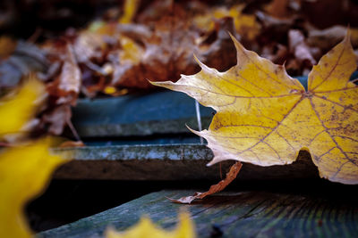 Close-up of dry maple leaves on wood