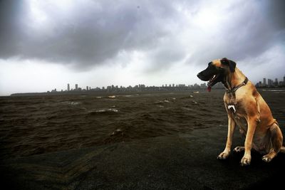 Dog on rock at seaside against cloudy sky