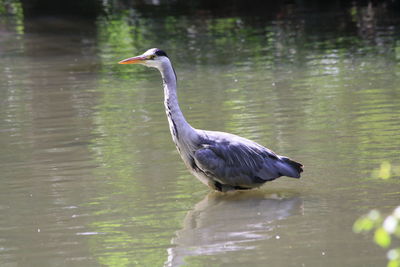 Side view of a bird in water