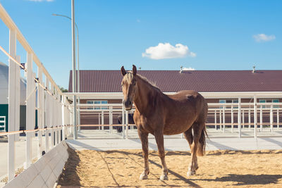 Horse walks in the paddock in a modern equestrian club. calm relaxed animal rests. 