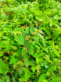 Close-up of green leaves on land