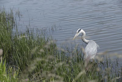 Swan in a lake