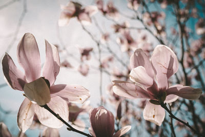 Close-up of pink magnolia on branch