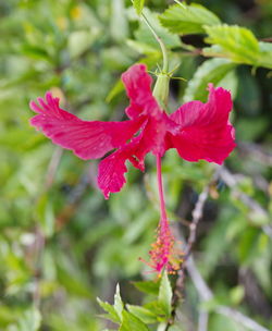 Close-up of red flowering plant