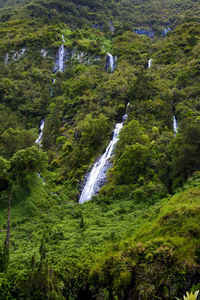 Scenic view of waterfall in forest