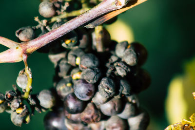 Close-up of grapes growing on plant