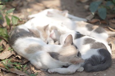 High angle view of cat sleeping