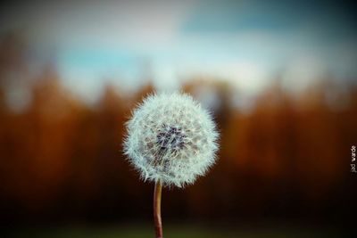 Close-up of dandelion