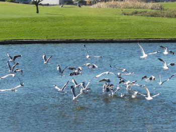 Birds flying over lake