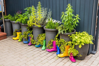 Close-up of potted plant