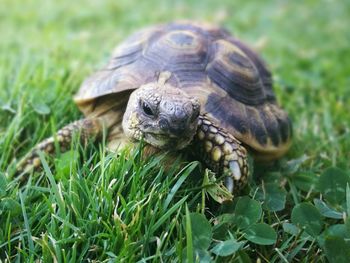 Close-up of turtle on field