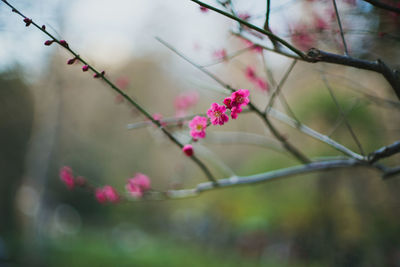 Close-up of pink cherry blossoms in spring