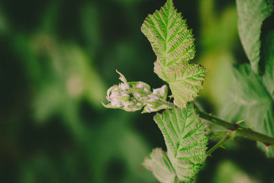 Close-up of green leaves on plant