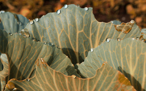 Close-up of succulent plant leaves