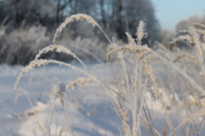 Close-up of frozen plants on field