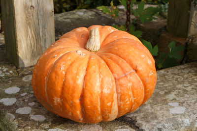 Close-up of pumpkins on pumpkin during autumn