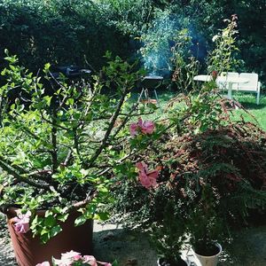 Plants growing in backyard