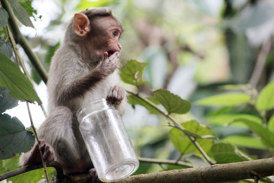 Close-up of monkey sitting on tree