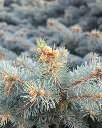 Close-up of plants