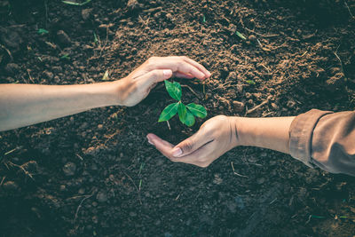 High angle view of hands holding plant on field