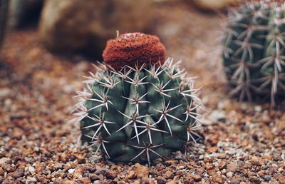 Close-up of cactus plant on field