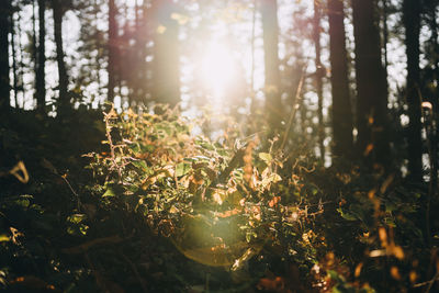 Sunlight streaming through trees in forest