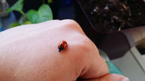 Close-up of ladybug on finger