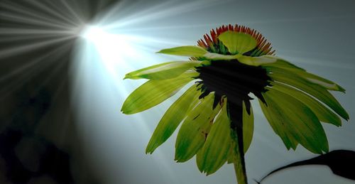 Low angle view of plant