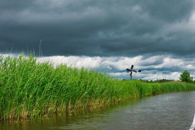 In a dutch national park shortly before a summer storm