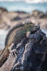 Marine iguana asleep on black volcanic rock