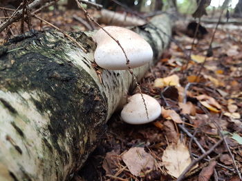 Close-up of mushroom growing on field