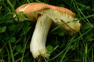 Close-up of mushroom growing on field
