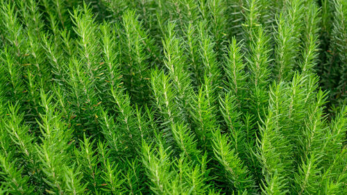 Full frame shot of fresh green field